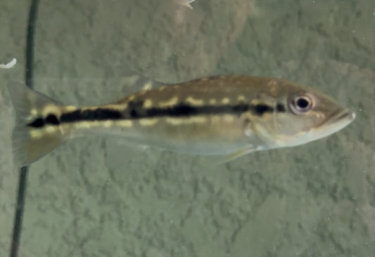 2-3” Pinima Peacock Bass