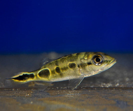 Brokopondo Peacock Bass 3”