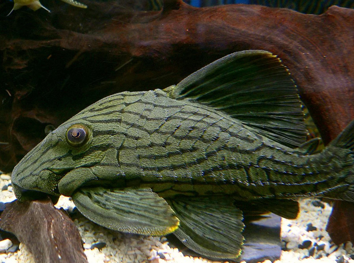 L-418 Royal Green Pleco