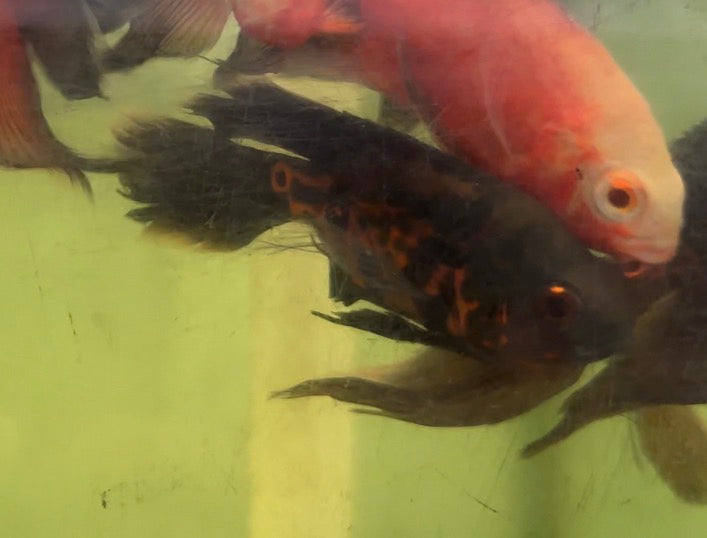 Long Fin Black Leopard Oscar (4-5”)