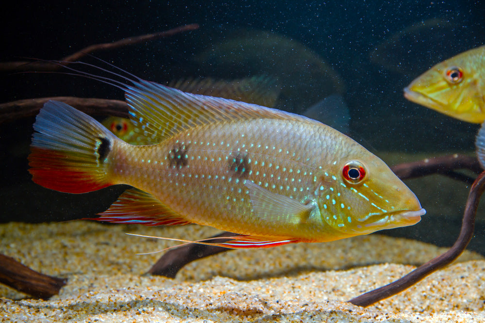 3 SPOT EARTHEATER GEOPHAGUS DAEMON CICHLID