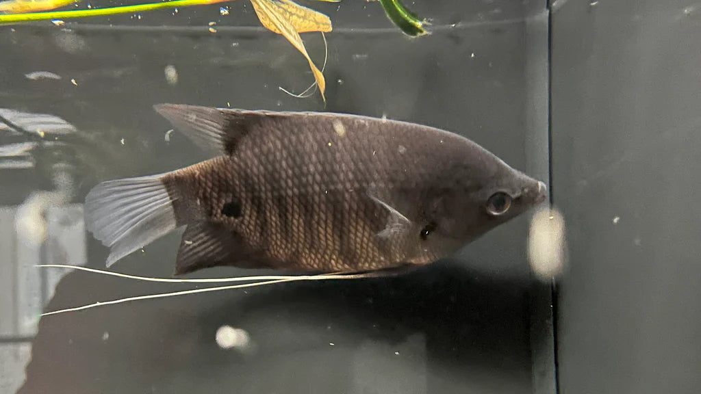 Giant Red Kaloi Gourami 4-5 inch red gourami freshwater aquarium fish