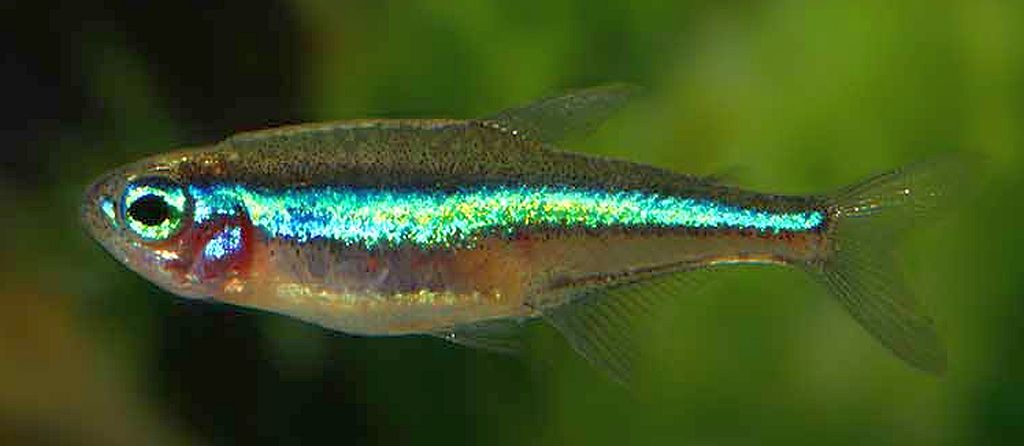 Green Neon Tetra