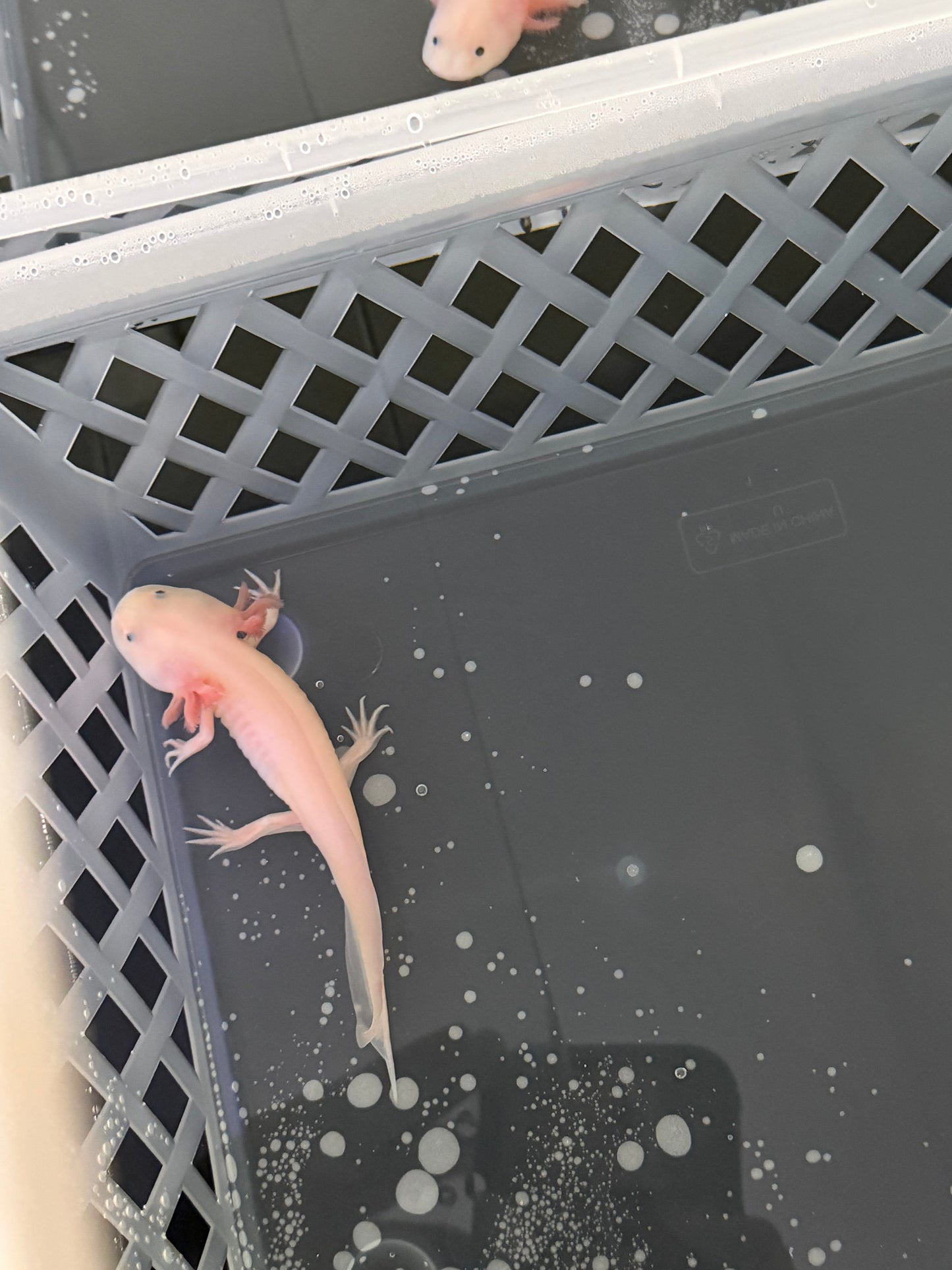Pink Axolotl (Leucistic) – 4–5”