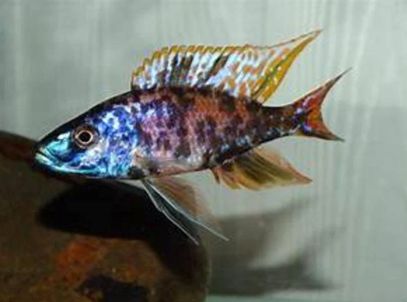 OB Compressiceps 2.5”