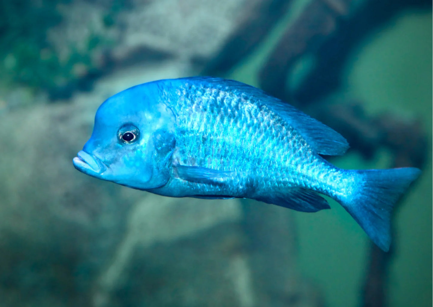 Blue Dolphin Moorii 3.5-4”