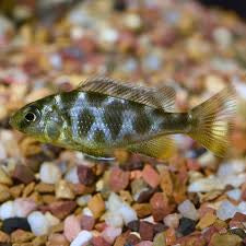 Venestus Cichlids 3”
