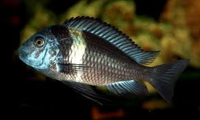 Tropheus Duboisi 2.5-3”