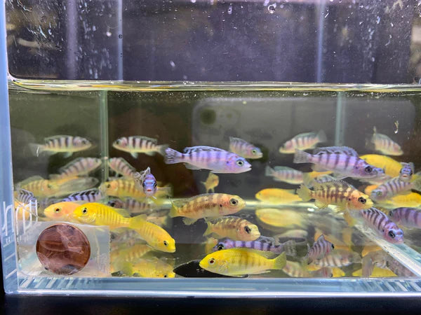 Assorted Pseudotropheus Mbuna 2”