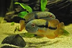 Royal Achara