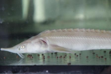 Albino Sterlet Sturgeon