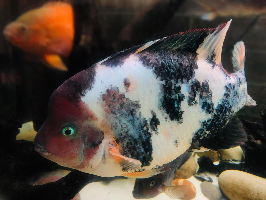 Marbled Fenestratus 3”
