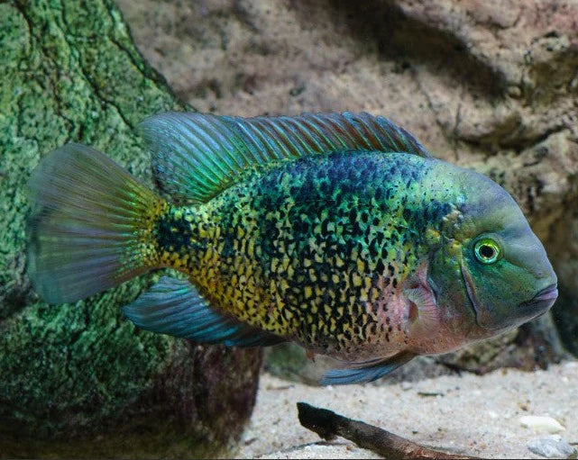 Montercristo Cichlid 3”