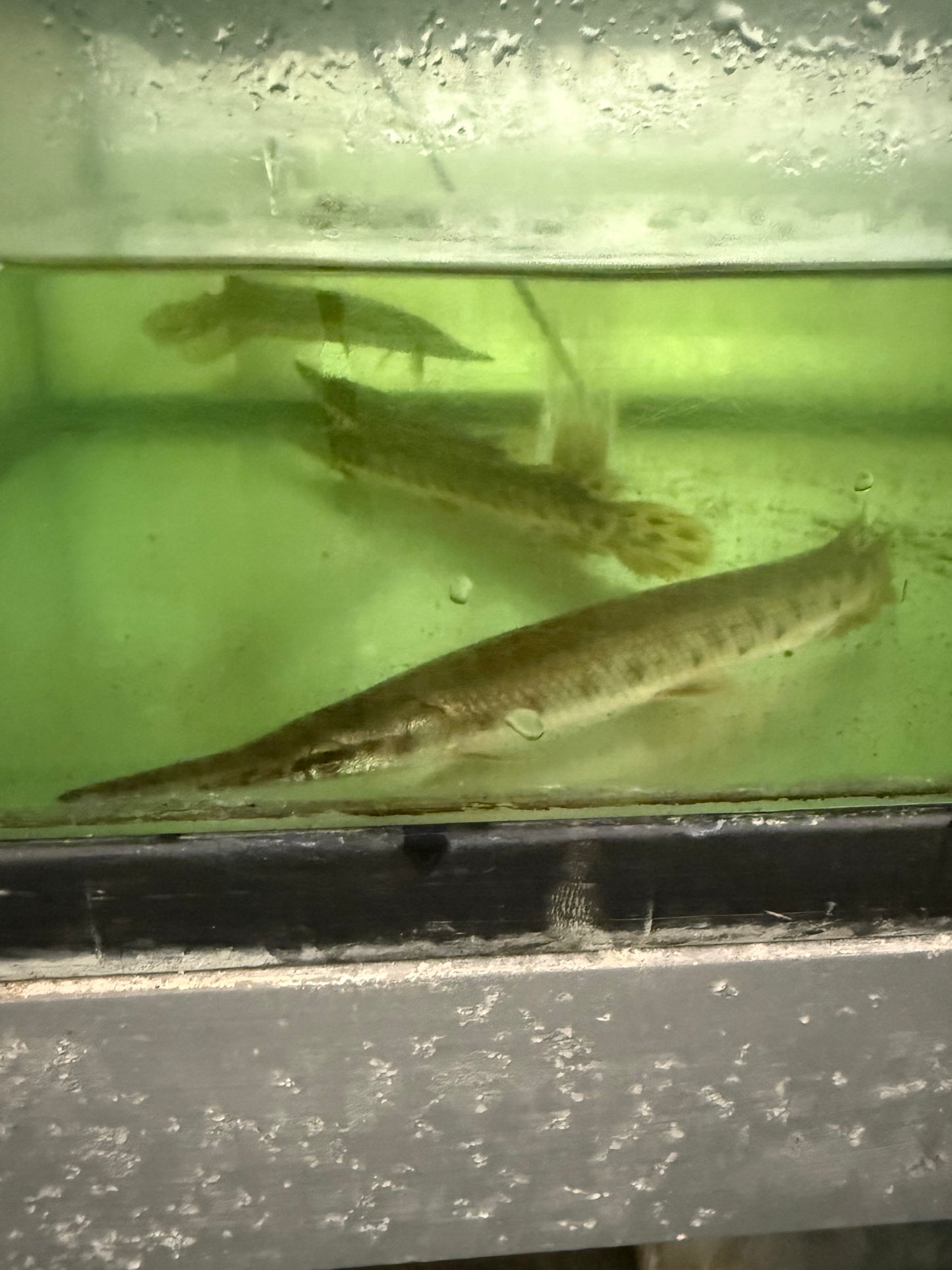6-7” Florida Gar