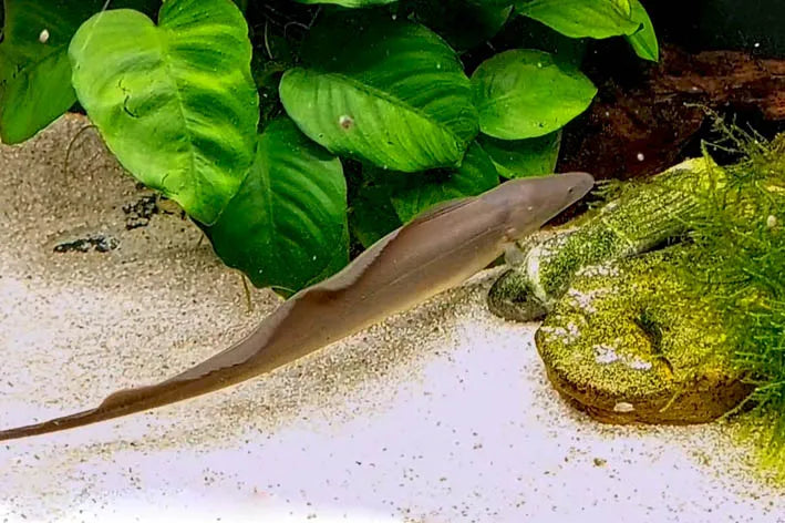 14” Aba Aba Knife Fish
