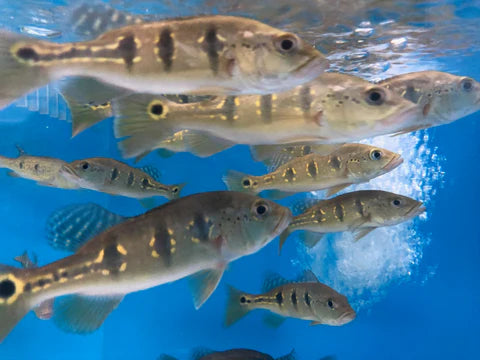 2-3” Orinoco Peacock Bass