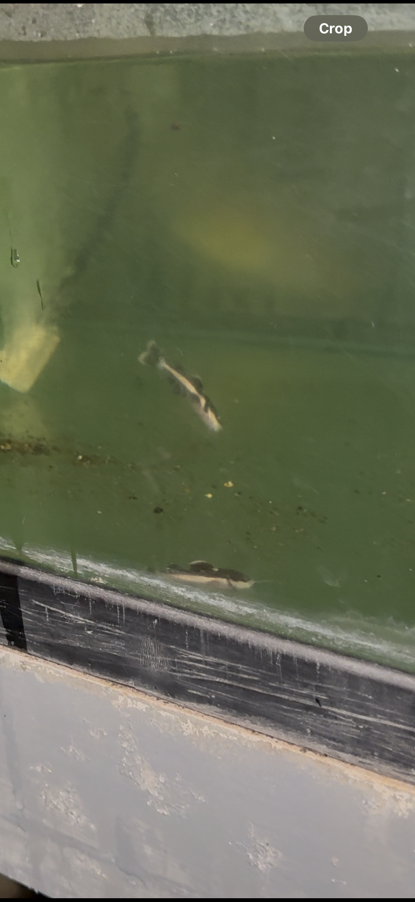 1" Redtail Catfish