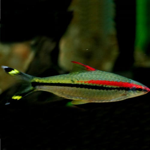 Roseline Denison Barb 2-3β (5 pack)