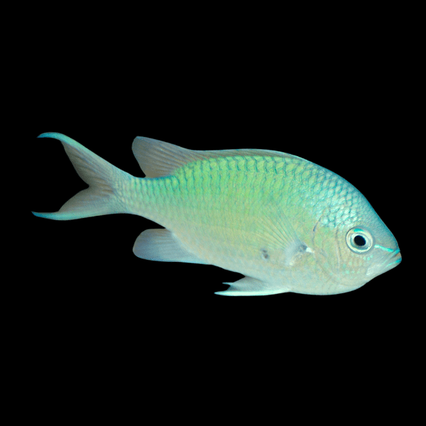 Green Chromis
