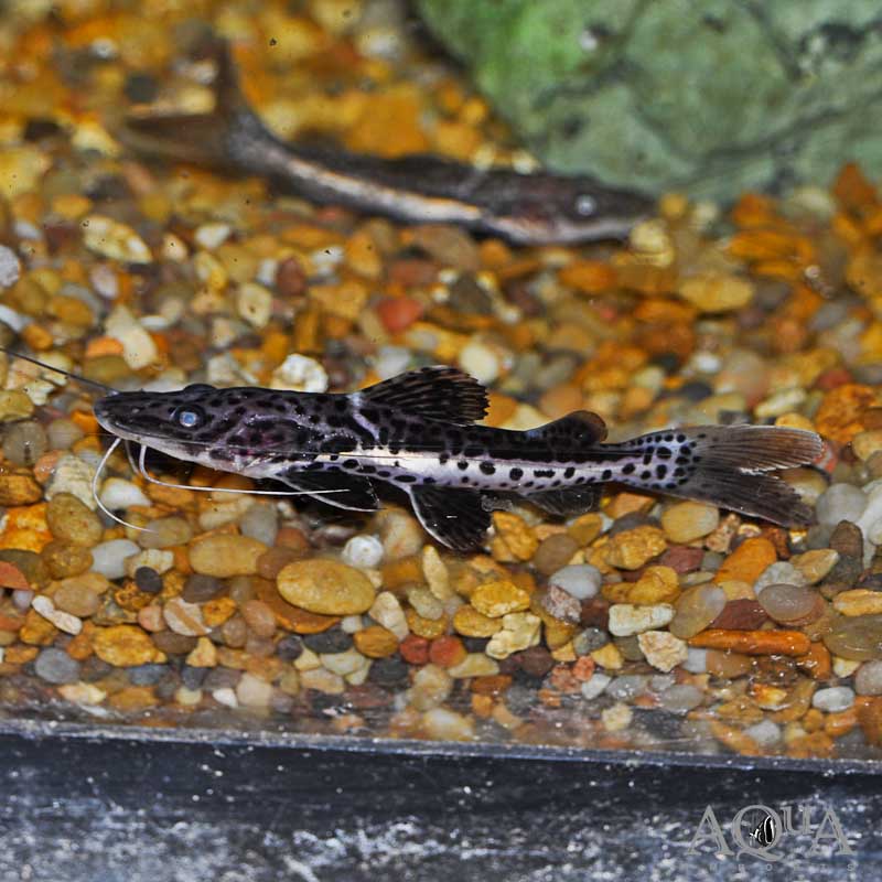 Hybrid Leopard Catfish 2”