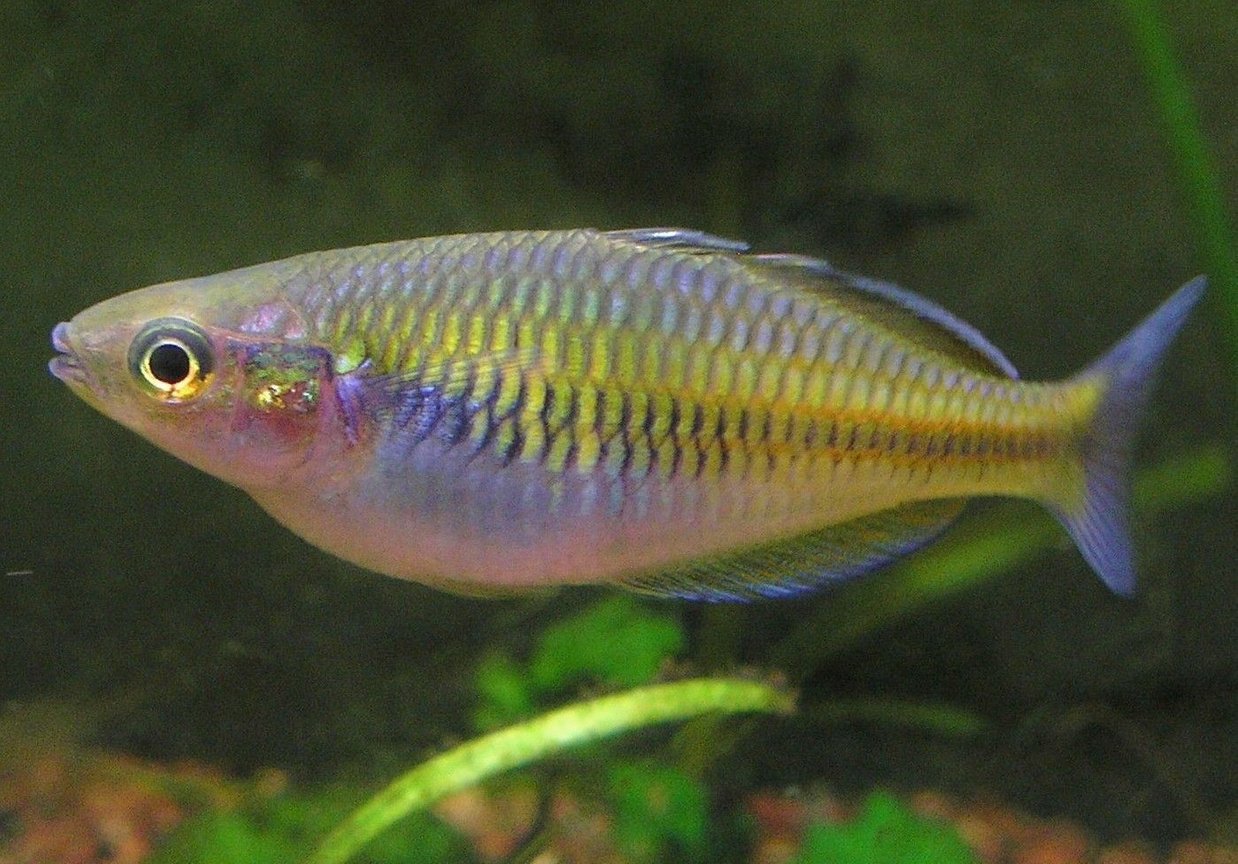Bosemani Rainbowfish 3”