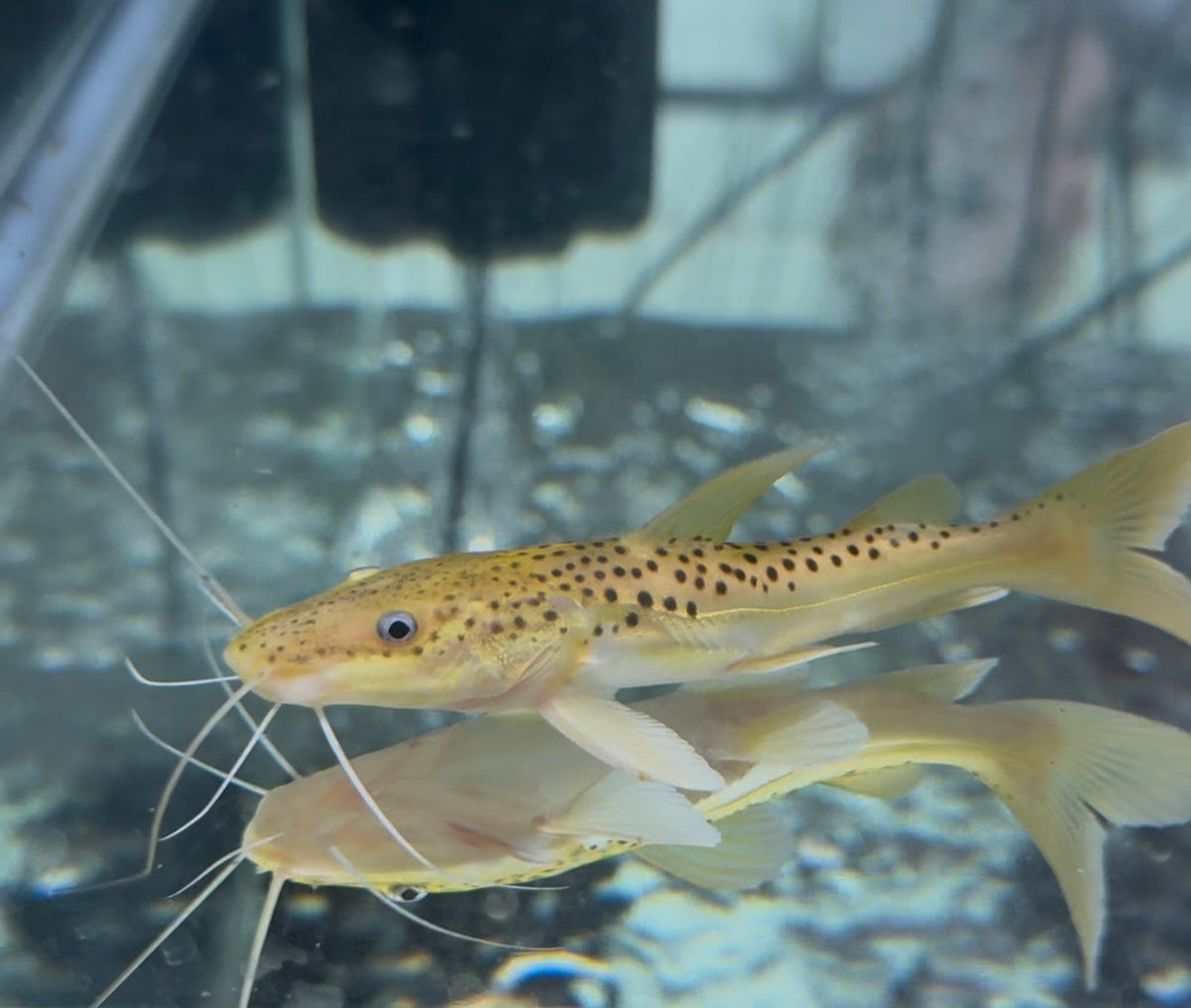Golden Leopard TSN Hybrid 5-6”