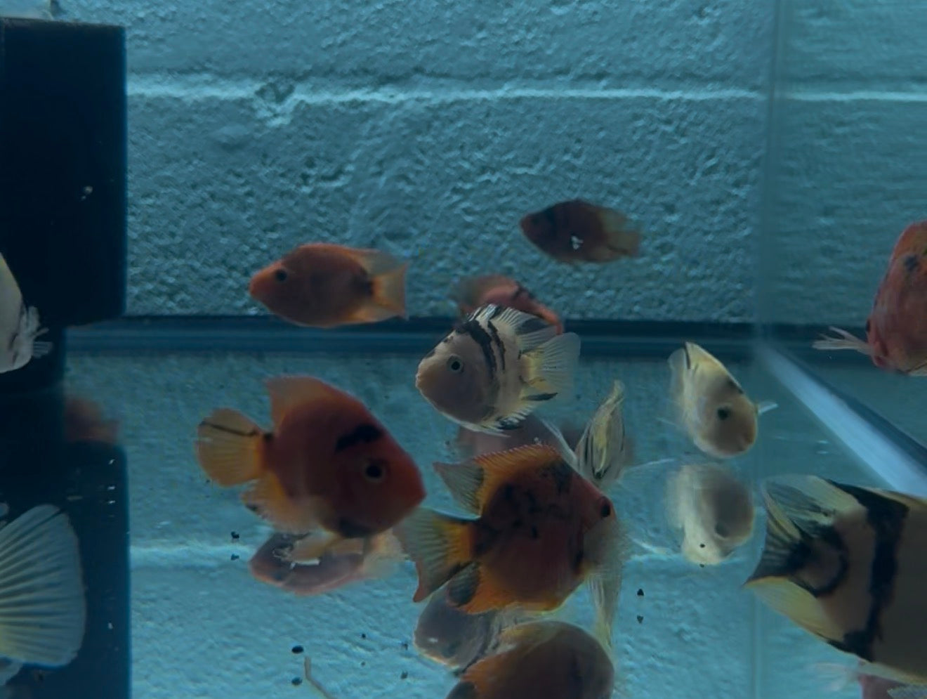 Red Tiger Parrot Cichlid 3-4"