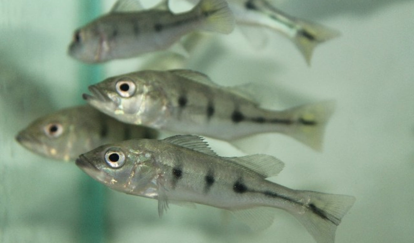 Kelberi Peacock Bass 3 inch juvenile peacock bass predator fish aquarium