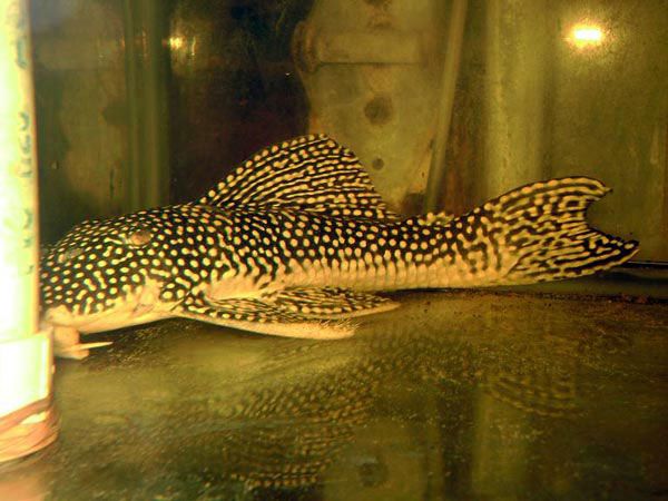 L-253 Sunshine Yellow Pleco 9-11"