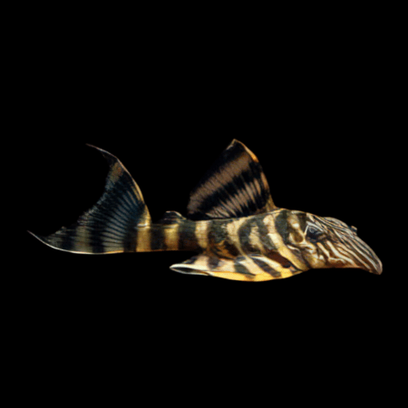 L-398 TANKEI TIGER PLECO