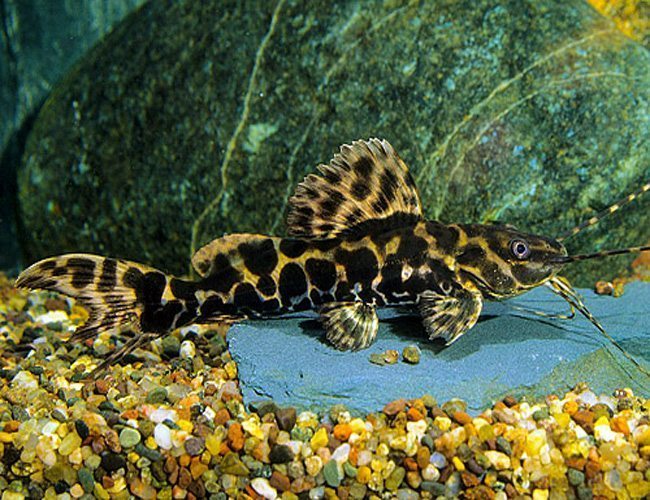MARBLE ACHARA CATFISH