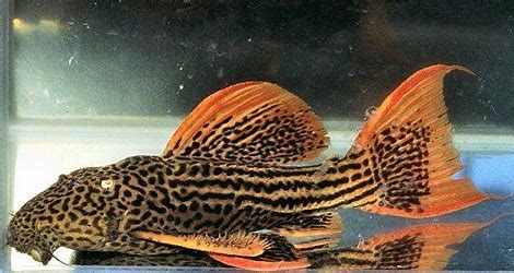 L-025 SCARLET CACTUS PLECOSTOMUS