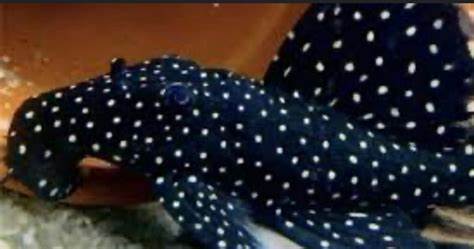 L-007 TOOTHNOSE GALAXY PLECO