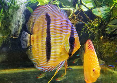HECKEL DISCUS- LGE