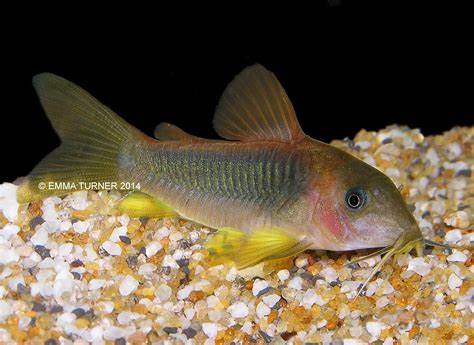 CORYDORAS GOLD GREEN 10 pack