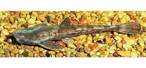 BANJO CATFISH