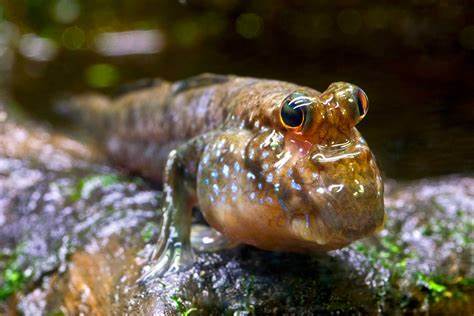 MUD SKIPPER
