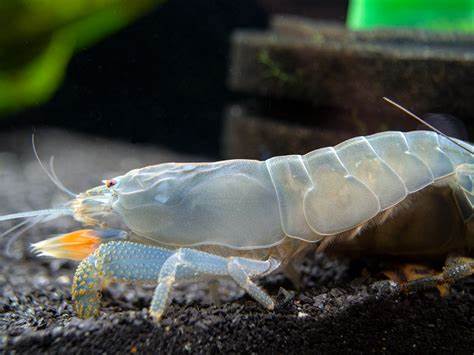 ATAY VAMPIRE SHRIMP
