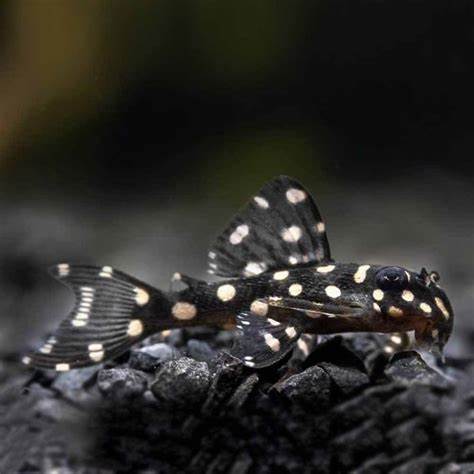 L-201 SNOWBALL Pleco (Orinoco Angel Pleco)