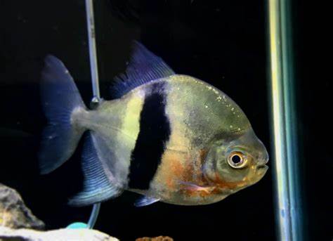 WIDE BAR/BLUE HOOK METYNNIS SILVER DOLLAR