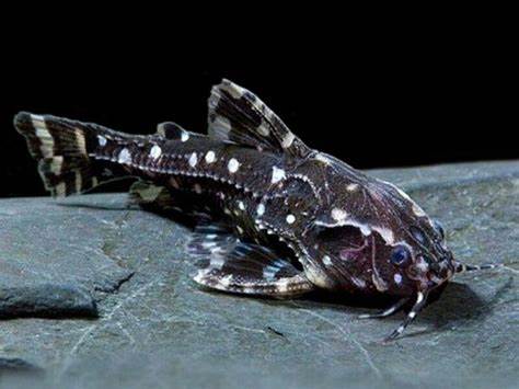SPOTTED RAFAEL CATFISH