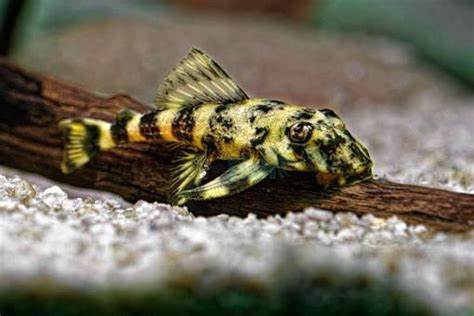 L-103 CLOWN PLECOSTOMUS