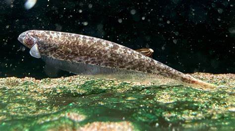 CLOUDED GHOST KNIFEFISH