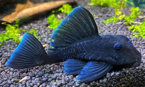 L-239 BLUE PANAQUE PLECO