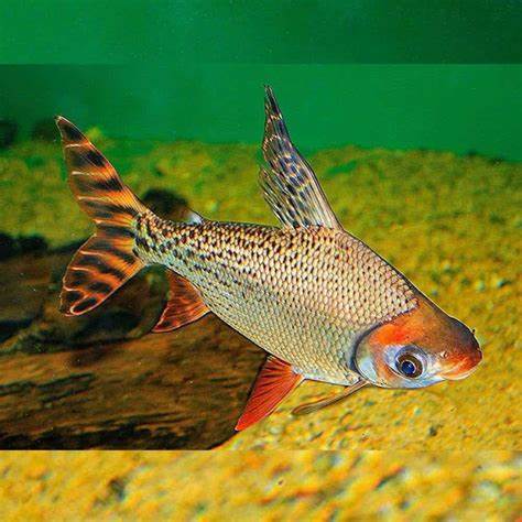 RED FIN PROCHILODUS (Flagtail)