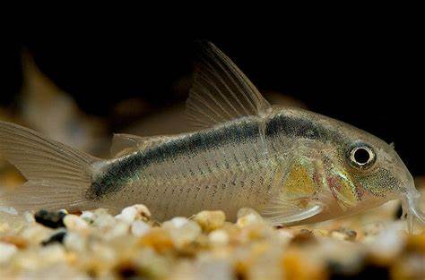 SKUNK CORYDORAS 10 pack