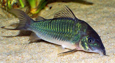 EMERALD GREEN CORYDORAS 10 pack