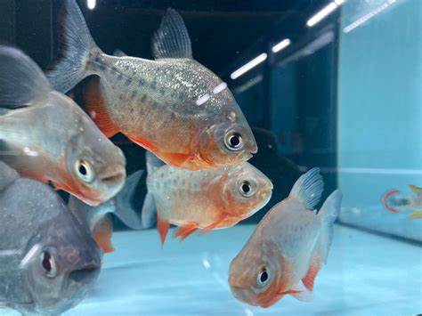 RED PACU