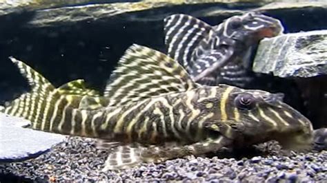 L-066 KING TIGER PLECO(XINGU)