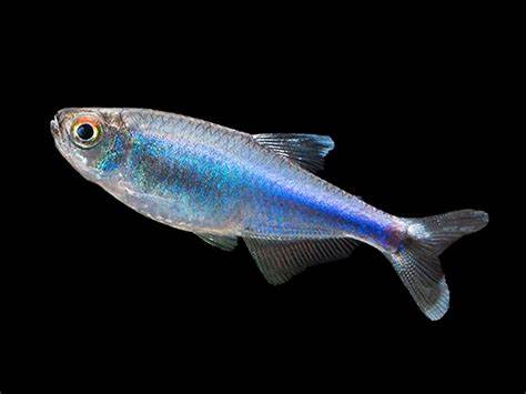 COCHU'S BLUE TETRAS